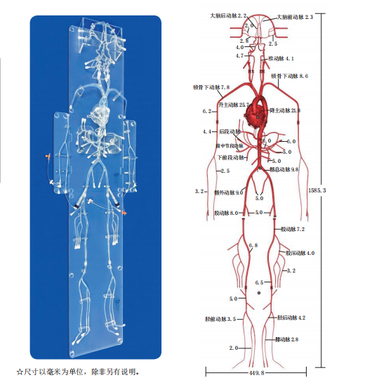 创导三维全身动脉血管系统模型OS004D
