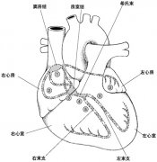 心脏起搏器是什么原理？